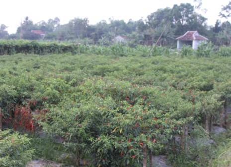 Ớt chín đầy đồng nhưng giá quá thấp nên nông dân không buồn thu hoạch. Ảnh: Võ Quý.