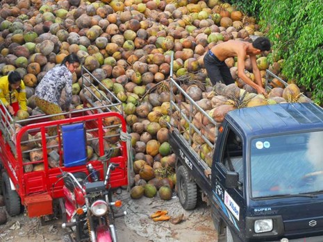 Thu nhập từ dừa quá bấp bênh khiến nông dân gặp khó khăn. Trong ảnh: Nông dân đang vận chuyển dừa bán cho DN. Ảnh: ĐÔNG HÀ