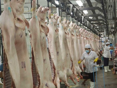 Con đường xuất khẩu thịt heo của VN đang là “nhiệm vụ bất khả thi”. Ảnh: QUANG HUY