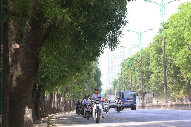 Bí thư Hoàng Trung Hải nói về việc Hà Nội sẽ chặt hạ, chuyển hơn 1.300 cây xanh - Ảnh 1. Bí thư Hoàng Trung Hải nói về việc Hà Nội sẽ chặt hạ, chuyển hơn 1.300 cây xanh - Ảnh 1.