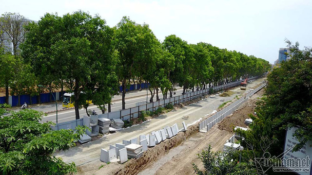 Hàng cổ thụ 30 năm tuổi trước ngày chặt hạ để làm đường - Ảnh 2. Hàng cổ thụ 30 năm tuổi trước ngày chặt hạ để làm đường - Ảnh 2.