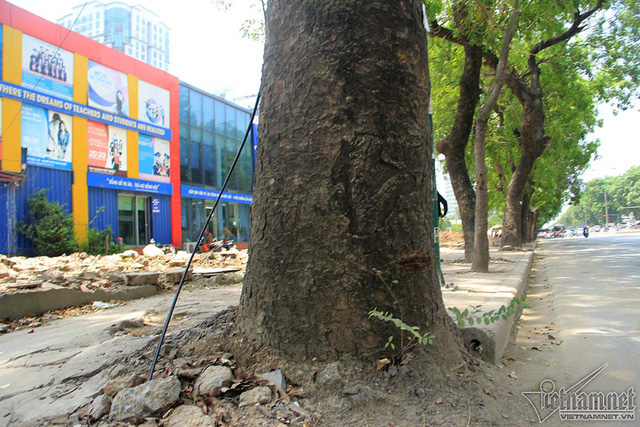 Hàng cổ thụ 30 năm tuổi trước ngày chặt hạ để làm đường - Ảnh 12. Hàng cổ thụ 30 năm tuổi trước ngày chặt hạ để làm đường - Ảnh 12.