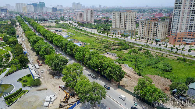Hàng cổ thụ 30 năm tuổi trước ngày chặt hạ để làm đường - Ảnh 14. Hàng cổ thụ 30 năm tuổi trước ngày chặt hạ để làm đường - Ảnh 14.
