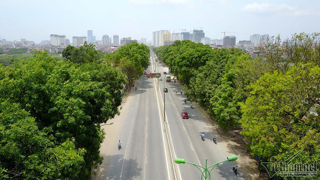 Hàng cổ thụ 30 năm tuổi trước ngày chặt hạ để làm đường - Ảnh 3. Hàng cổ thụ 30 năm tuổi trước ngày chặt hạ để làm đường - Ảnh 3.