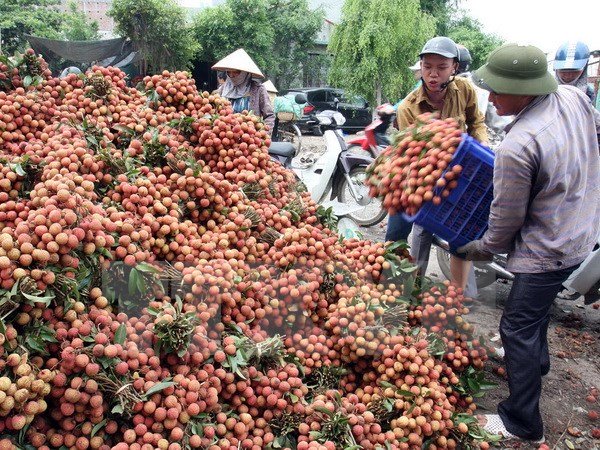 Hoa quả Việt yếu khâu chế biến và đóng gói sau thu hoạch là lý do dẫn giá rẻ