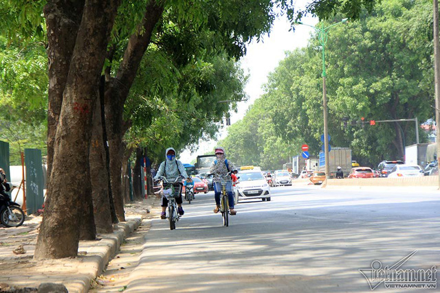 Hàng cổ thụ 30 năm tuổi trước ngày chặt hạ để làm đường - Ảnh 4. Hàng cổ thụ 30 năm tuổi trước ngày chặt hạ để làm đường - Ảnh 4.