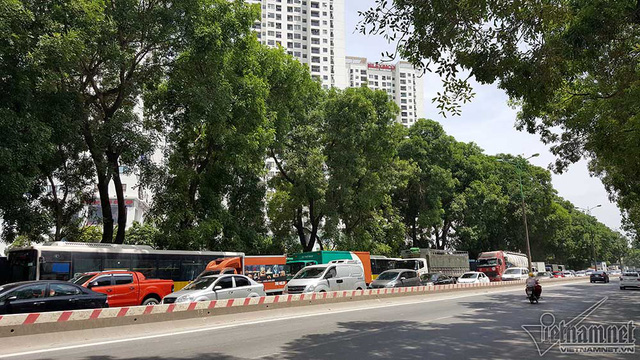 Hàng cổ thụ 30 năm tuổi trước ngày chặt hạ để làm đường - Ảnh 5. Hàng cổ thụ 30 năm tuổi trước ngày chặt hạ để làm đường - Ảnh 5.