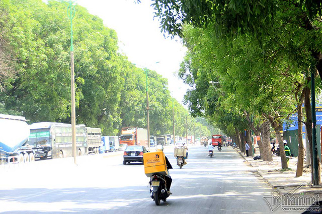 Hàng cổ thụ 30 năm tuổi trước ngày chặt hạ để làm đường - Ảnh 6. Hàng cổ thụ 30 năm tuổi trước ngày chặt hạ để làm đường - Ảnh 6.
