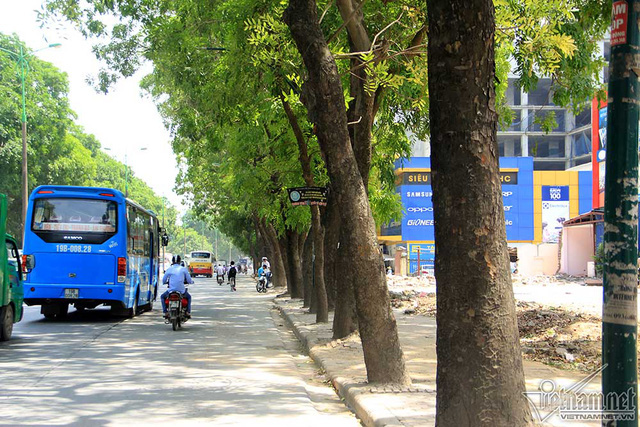 Hàng cổ thụ 30 năm tuổi trước ngày chặt hạ để làm đường - Ảnh 8. Hàng cổ thụ 30 năm tuổi trước ngày chặt hạ để làm đường - Ảnh 8.