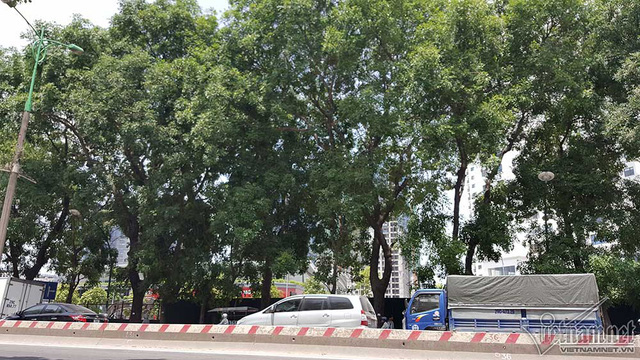 Hàng cổ thụ 30 năm tuổi trước ngày chặt hạ để làm đường - Ảnh 9. Hàng cổ thụ 30 năm tuổi trước ngày chặt hạ để làm đường - Ảnh 9.