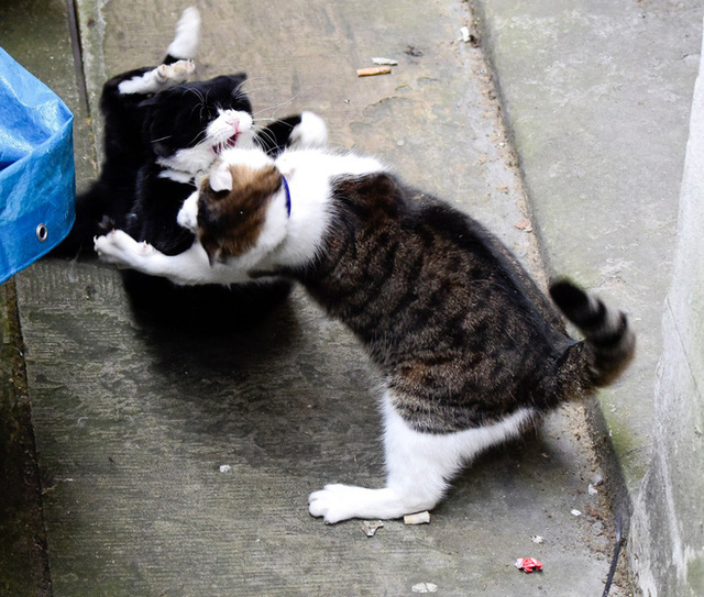 Larry và vụ ẩu đả kinh điển với Palmerston năm 2016.