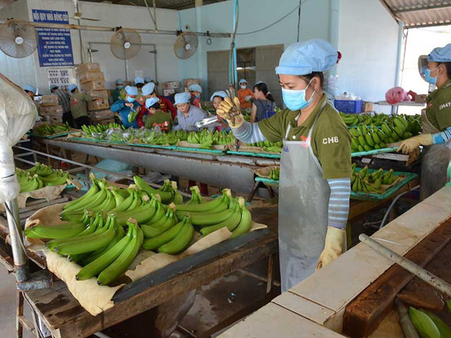 Muốn không giải cứu nông sản bất tận thì phải hiểu thị trường. Trong ảnh: Xử lý chuối để xuất khẩu tại một doanh nghiệp. Ảnh: QUANG HUY