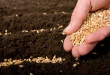 Kinh doanh hạt giống cần chuẩn bị những gì? Kinh doanh hạt giống