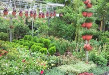 Kinh doanh cây cảnh cần lưu ý những gì để tạo lợi thế? Kinh doanh cây cảnh