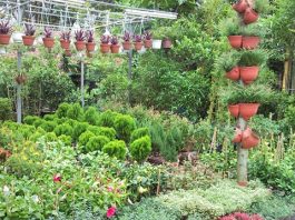 Kinh doanh cây cảnh cần lưu ý những gì để tạo lợi thế? Kinh doanh cây cảnh
