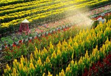 Mách bạn các mối mua sỉ hoa tươi giá rẻ nhất