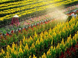 Mách bạn các mối mua sỉ hoa tươi giá rẻ nhất